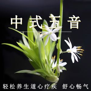 草莓视频APP下载污
